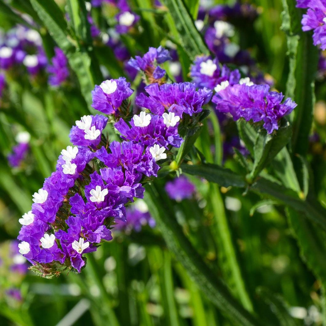 Limonium Sinuatum Flower seeds for Planting Low Maintenance Heirloom & GMO Free Seeds for Home Garden