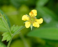 Urbanum Flower seeds for Planting Cut Flower Favorite Heirloom & GMO Free Seeds for Home Garden
