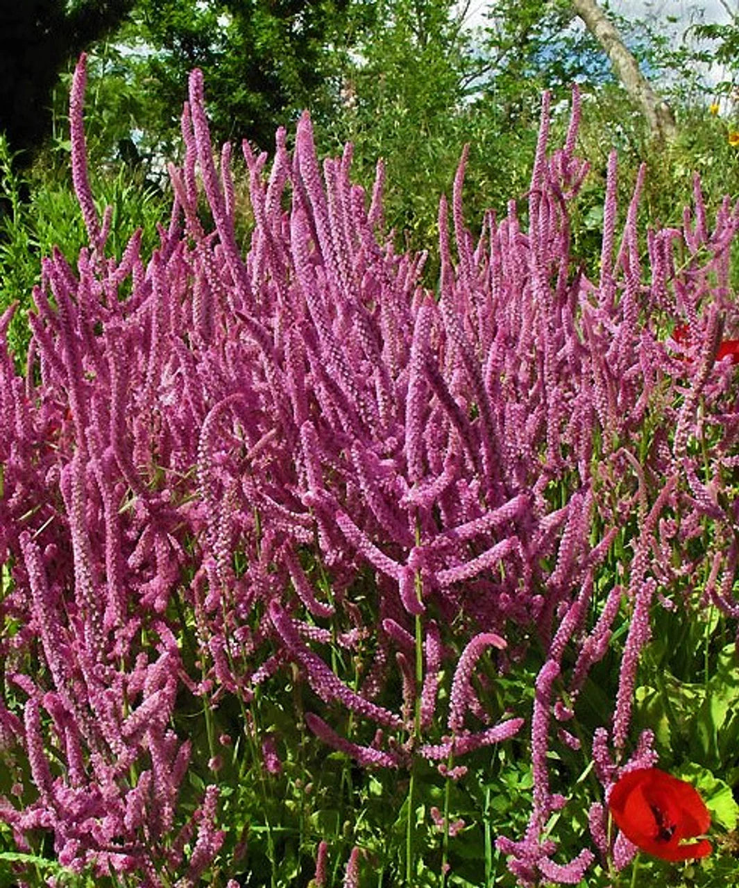 Heirloom Suworowii Flower seeds for Planting Low Maintenance Heirloom & GMO Free Seeds for Home Garden