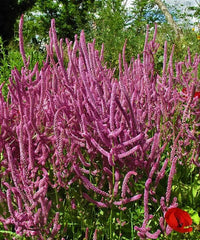 Heirloom Suworowii Flower seeds for Planting Low Maintenance Heirloom & GMO Free Seeds for Home Garden