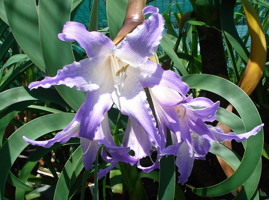 White Blue Hippeastrum Flower seeds for Planting - Bright Blooms, Heirloom & GMO Free Seeds for Home Garden