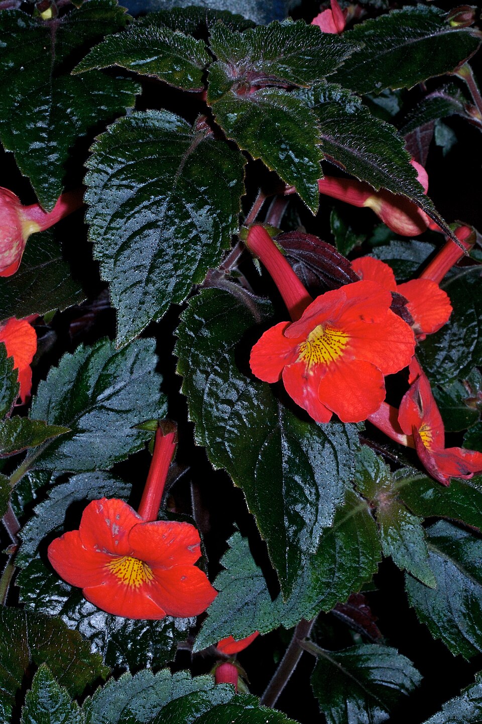 Heirloom Achimenantha Flower seeds for Planting Low Maintenance Heirloom & GMO Free Seeds for Home Garden
