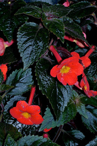 Heirloom Achimenantha Flower seeds for Planting Low Maintenance Heirloom & GMO Free Seeds for Home Garden