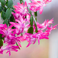 Schlumbergera Flower seeds for Planting Long Bloom Season Heirloom & GMO Free Seeds for Home Garden