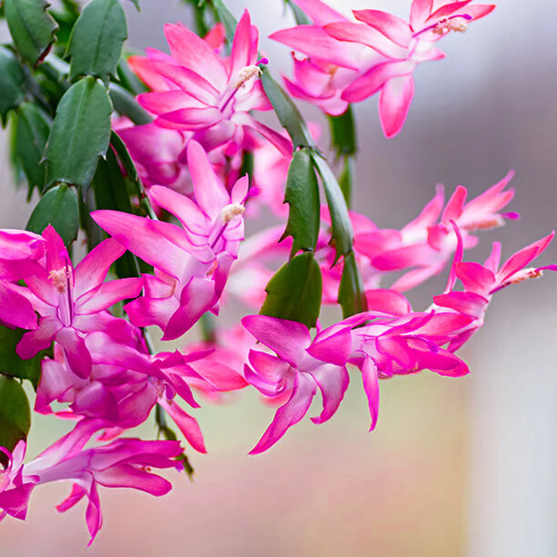 Schlumbergera Flower seeds for Planting Long Bloom Season Heirloom & GMO Free Seeds for Home Garden