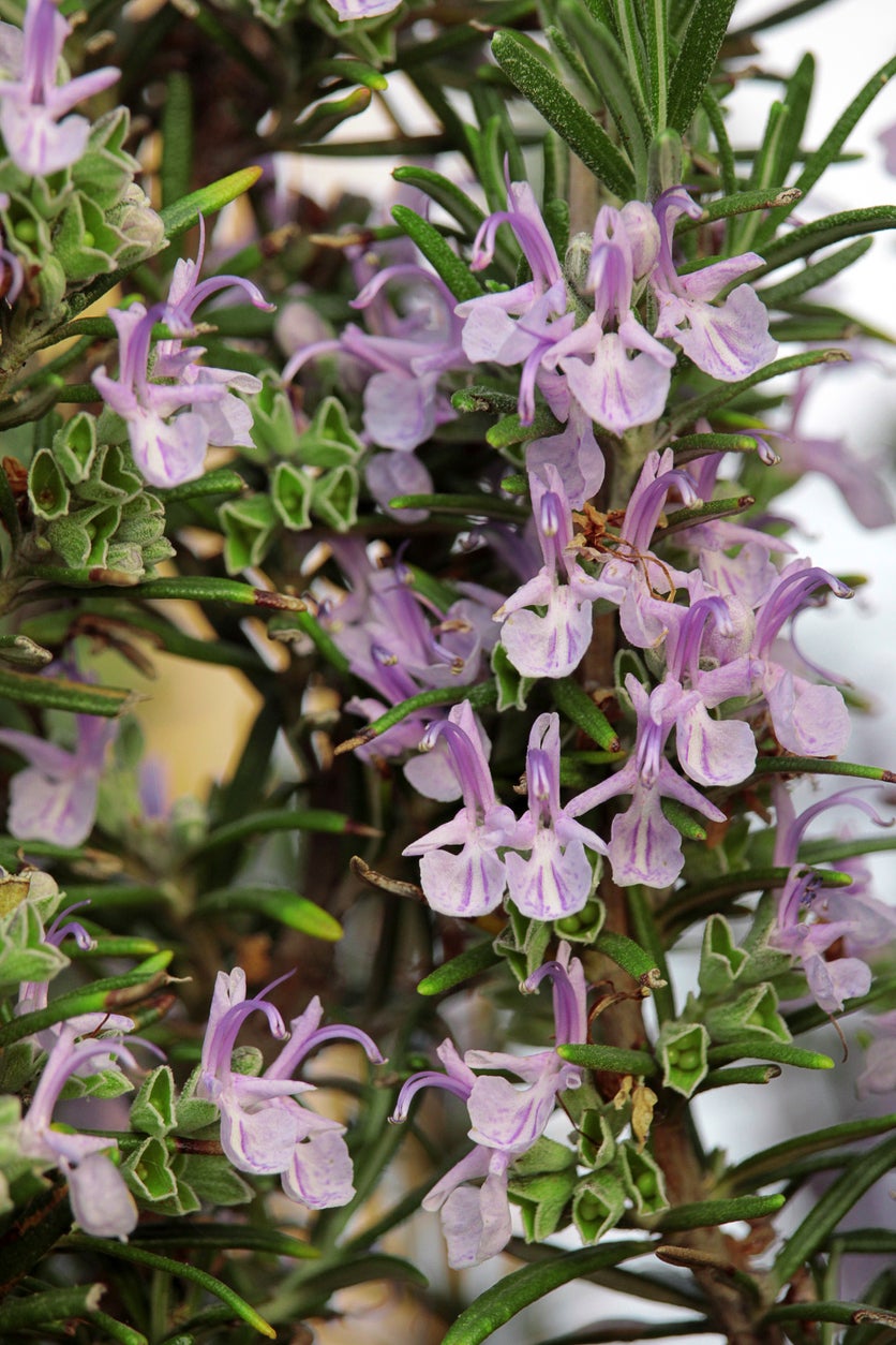Pink Rosemary Flower seeds for Planting - Long Bloom Season, Heirloom & GMO Free Seeds for Home Garden