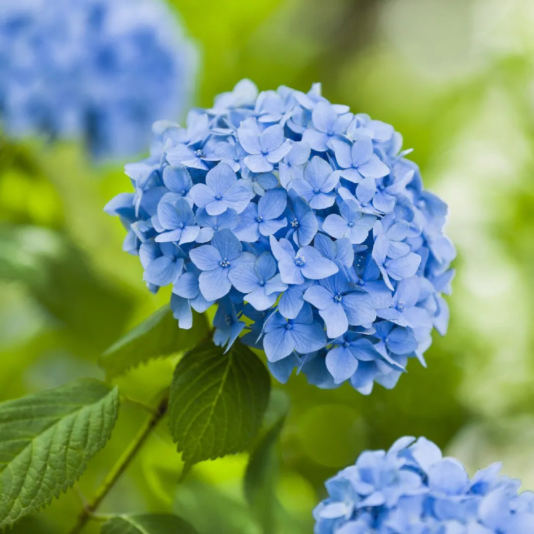 Blue Climbing Geranium Flower seeds for Planting - Long Bloom Season, Heirloom & GMO Free Seeds for Home Garden