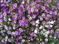 Xeranthemum Annum Flower Seeds for Easy Planting