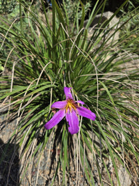 Xerophyta Viscosa Flower seeds for Planting Drought Tolerant Heirloom & GMO Free Seeds for Home Garden