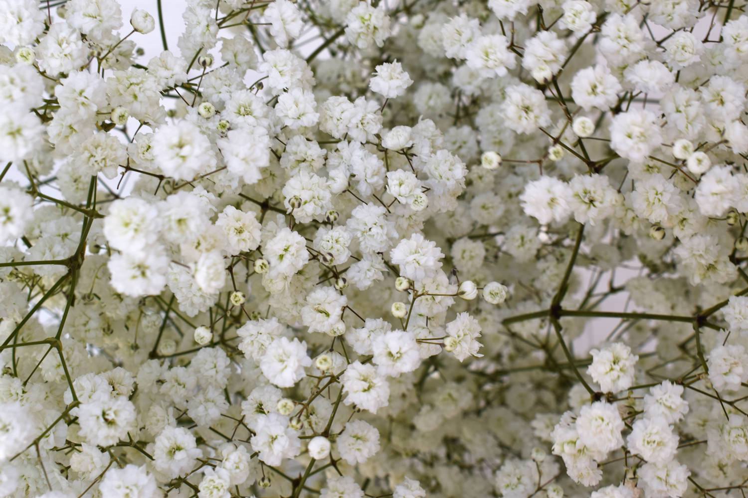Gypsophila Paniculata Flower seeds for Planting - Long Bloom Season, Heirloom & GMO Free Seeds for Home Garden
