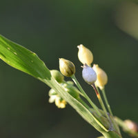 Job's Tears Grain Flower seeds for Planting - Perfect for Borders, Heirloom & GMO Free Seeds for Home Garden