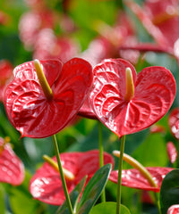 Anthurium Flower seeds for Planting - Easy to Grow, Heirloom & GMO Free Seeds for Home Garden