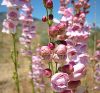 Penstemon Palmeri Flower seeds for Planting Pollinator Friendly Heirloom & GMO Free Seeds for Home Garden