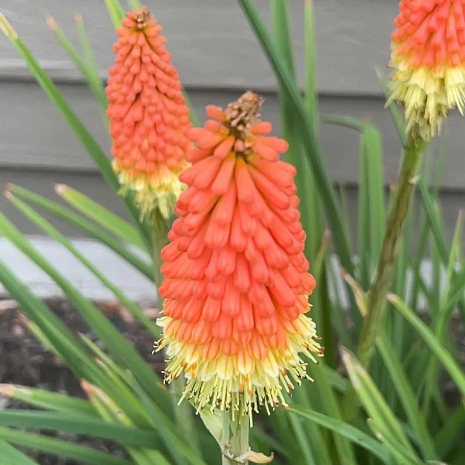 Torch Lily Red Hot Poker Seeds for Vibrant Garden Blooms
