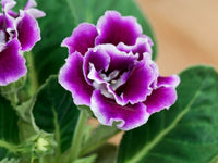 Violet Purple Gloxinia Flower Seeds for Planting Easy to Grow Heirloom & GMO Free Seeds for Home Garden
 
 Sale