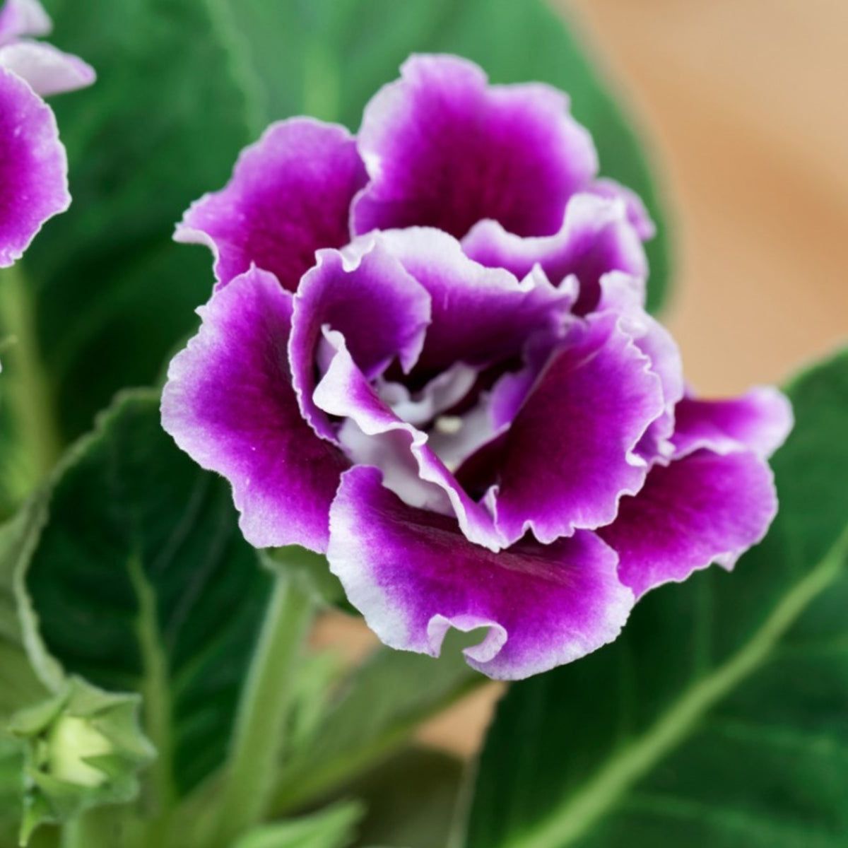 Gloxinia Mixed Flower seeds for Planting - Cut Flower Favorite, Heirloom & GMO Free Seeds for Home Garden