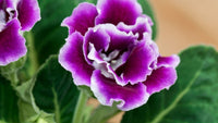 Purple White Gloxinia Flower Seeds Seasonal Bloomer Heirloom & GMO Free Seeds for Home Garden
 
 Sale