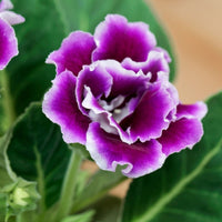 Gloxinia Brokat Seeds for Stunning Flower Blooms