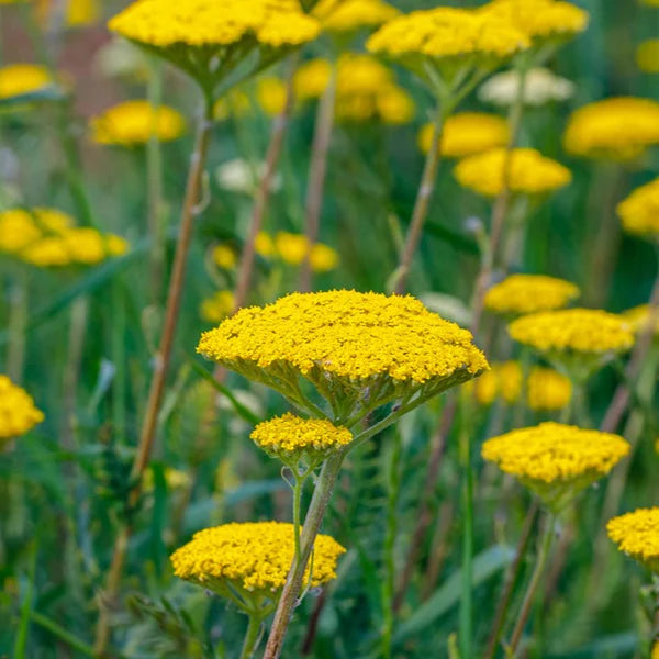 Yellow Achillea Flower seeds for Planting - Premium Quality, Heirloom & GMO Free Seeds for Home Garden