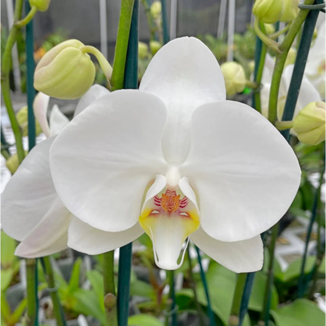 White Phalaenopsis Orchid Flower seeds for Planting Fragrant Blossoms Heirloom & GMO Free Seeds for Home Garden