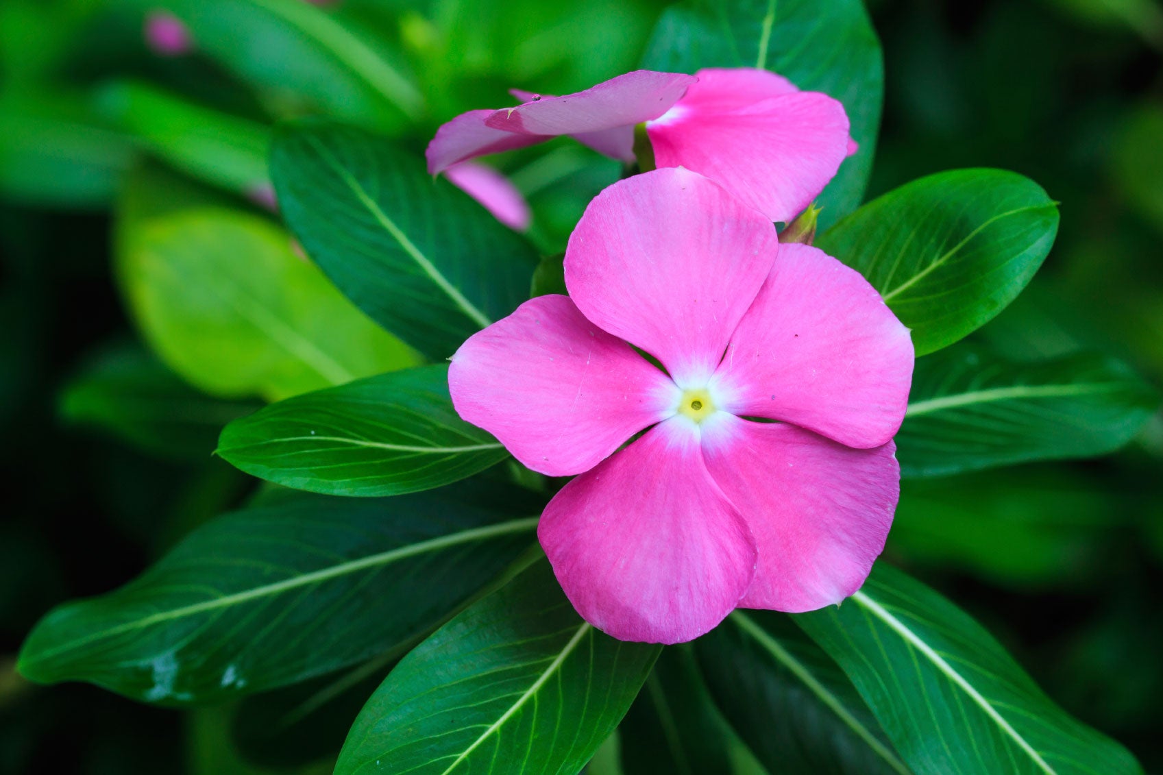Periwinkle Vinca Flower seeds for Planting Sun Loving Heirloom & GMO Free Seeds for Home Garden