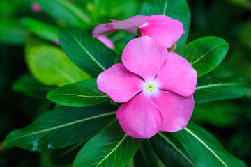 Periwinkle Vinca Flower seeds for Planting Sun Loving Heirloom & GMO Free Seeds for Home Garden