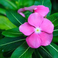 Periwinkle Flower Seeds for Easy Planting