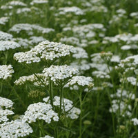 Yarrow Flower Garden Planting Essentials - Seeds for Thriving Landscapes