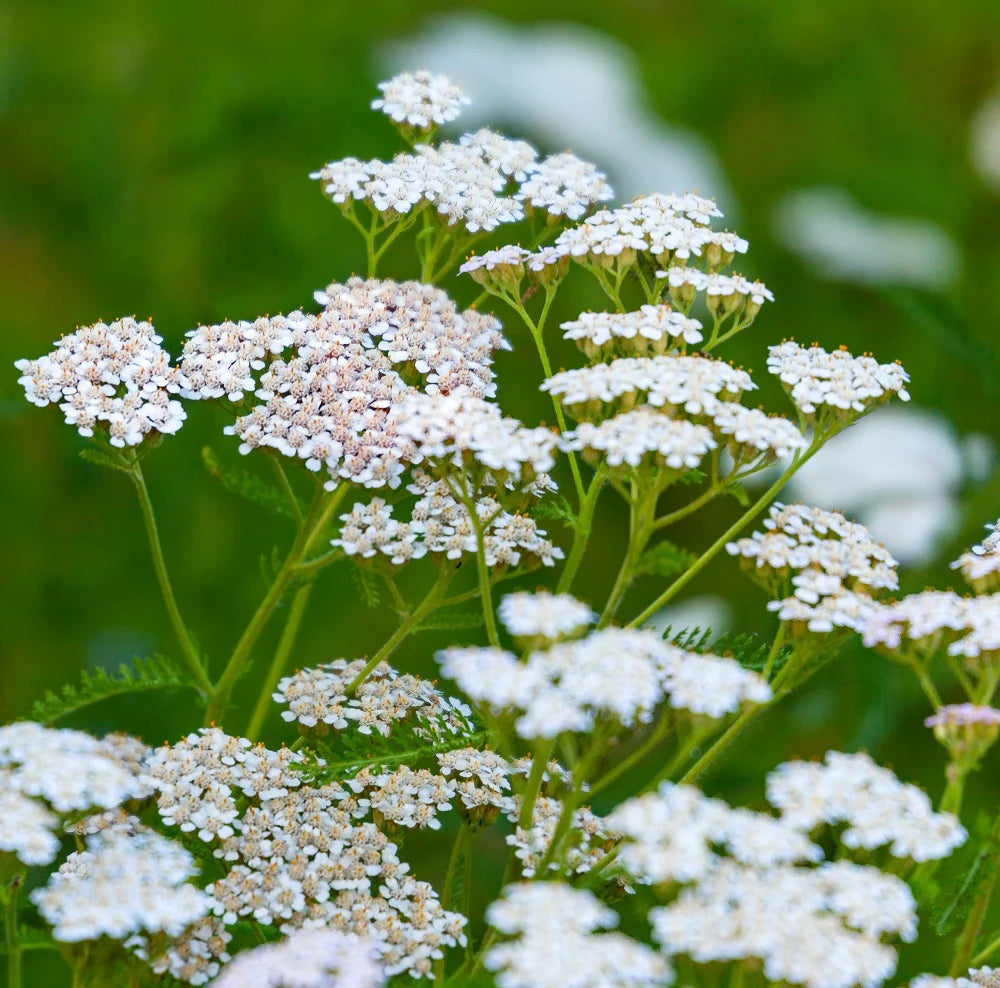 Achillea Millefolium Flower seeds for Planting Colorful Display Heirloom & GMO Free Seeds for Home Garden