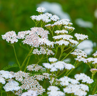 Achillea Millefolium Flower seeds for Planting Colorful Display Heirloom & GMO Free Seeds for Home Garden