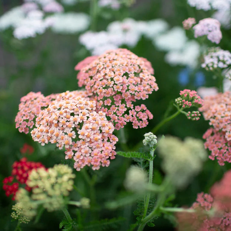 Pink Yarrow Flower seeds for Planting Pollinator Friendly Heirloom & GMO Free Seeds for Home Garden 
 
 Sale