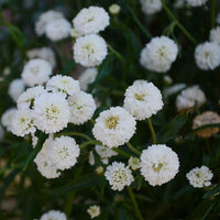 Ptarmica Flower seeds for Planting Shade Tolerant Heirloom & GMO Free Seeds for Home Garden