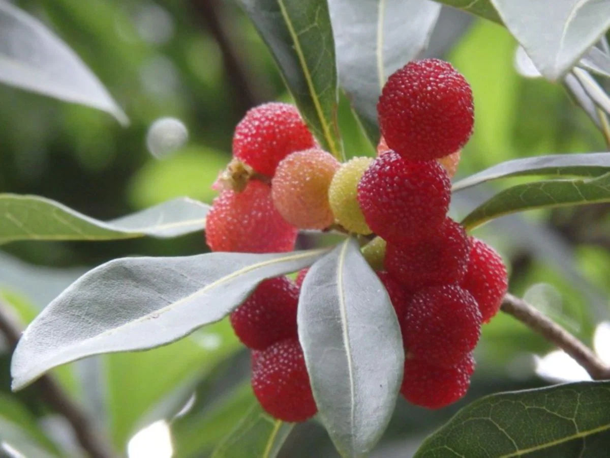 Bayberry Seeds for Planting - High Quality