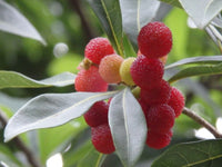 Bayberry Seeds for Planting - High Quality