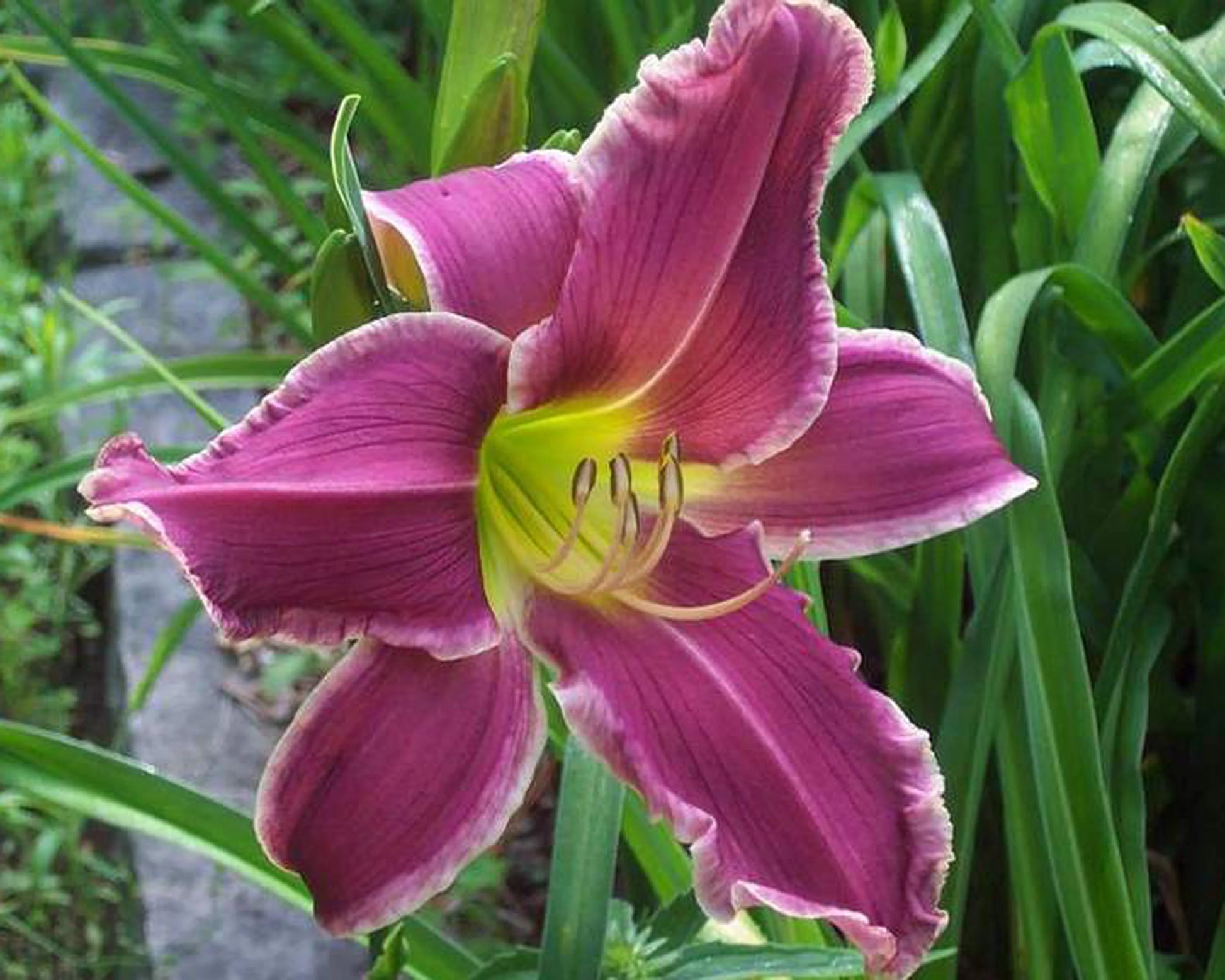 White Violet Hemerocallis Flower seeds for Planting - Compact Growth, Heirloom & GMO Free Seeds for Home Garden
