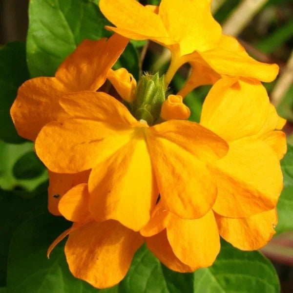 Crossandra Seeds - Yellow Splash - Firecracker Flower - Very Rare