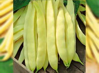 Venezia Bean Vegetable Seeds for Your Garden