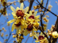 Fragrant Yellow Chimonanthus winter blooming plant