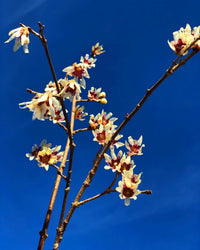 Non GMO Yellow Chimonanthus seeds