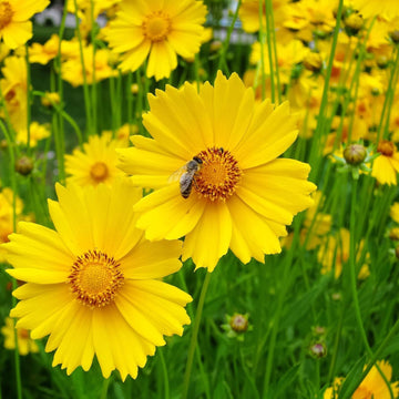 Yellow Coreopsis Lance flower seeds for planting