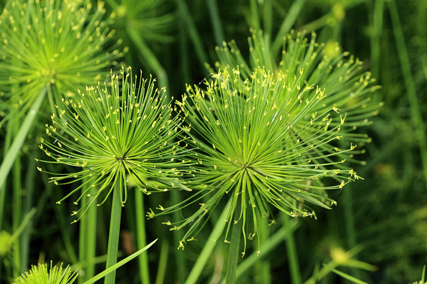 Yellow Cyperus Papyrus planting seeds for vibrant garden décor