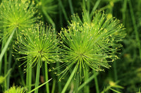 Yellow Cyperus Papyrus planting seeds for vibrant garden décor
