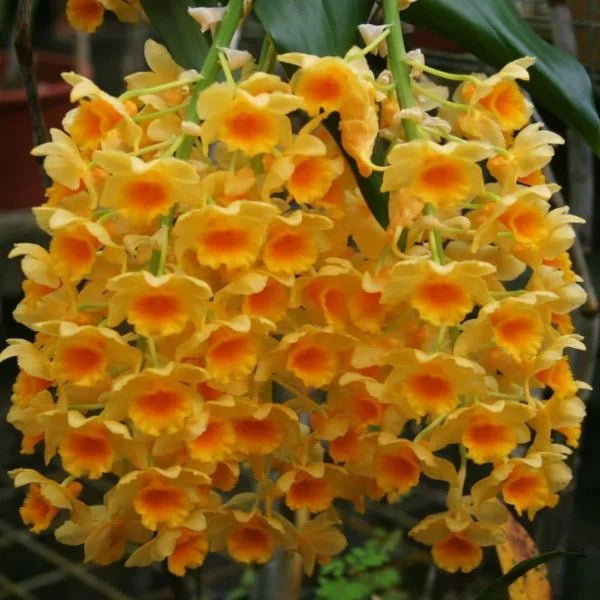 Non GMO Yellow Densiflorum seeds
