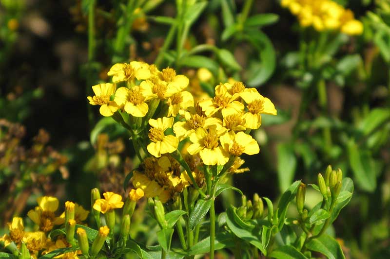 Yellow Mexican Tarragon Flower seeds for Planting - Low Maintenance, Heirloom & GMO Free Seeds for Home Garden