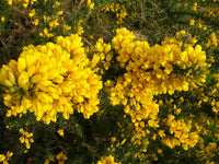 High germination Yellow Gorse seeds