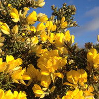 Ornamental Yellow Gorse shrub for landscapes