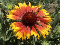 Yellow Orange Aristata in pollinator garden
