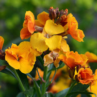 Yellow Orange Erysimum seeds for planting