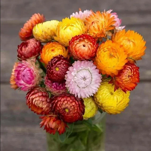 Bees visiting yellow-orange Strawflower blossoms