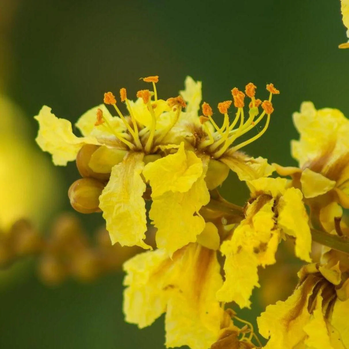 Peltophorum Flower seeds for Planting Low Maintenance Heirloom & GMO Free Seeds for Home Garden